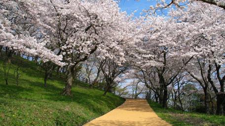 Blossoming Cherry Trees in Spring Light wallpaper