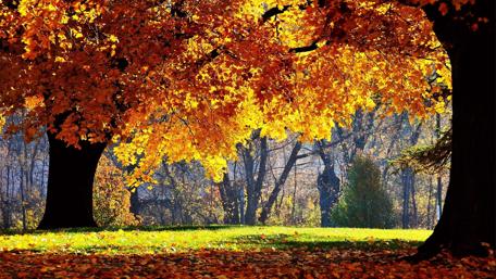 Golden Autumn Serenity in Nature wallpaper