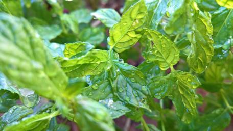 Refreshing Greenery of Menthol Leaves wallpaper