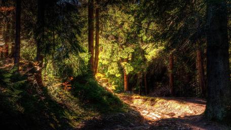 Serene Forest Pathway Illuminated by Sunlight wallpaper