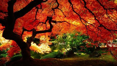 Vibrant Autumn Serenity in Nature wallpaper
