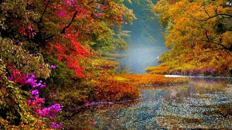 Autumn Serenity in Nature's Embrace wallpaper