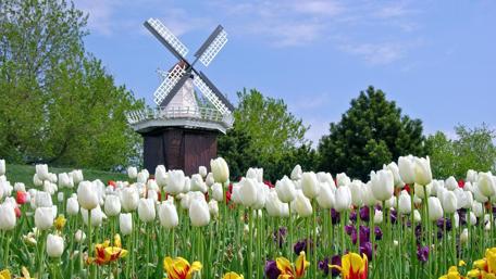 Charming Tulip Field with Windmill View wallpaper