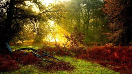 Autumn's Golden Embrace in the Forest wallpaper