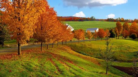 Autumn Serenity in Nature's Canvas wallpaper