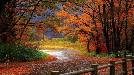 Autumn Pathway in Nature's Splendor wallpaper
