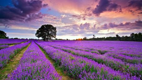 Lavender Field at Sunset Glow wallpaper
