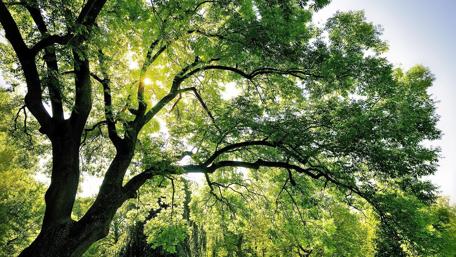 Vibrant Green Canopy Overhead wallpaper