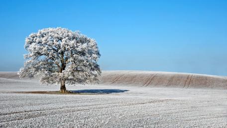 Frozen Serenity in a Snowy Field wallpaper