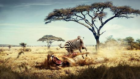 Zebra Takes Charge in the Wild Adventure wallpaper