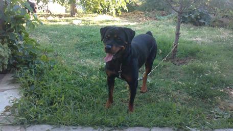 Joyful Rottweiler in a Lush Green Setting wallpaper