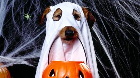 Spooky Pup in Halloween Costume wallpaper