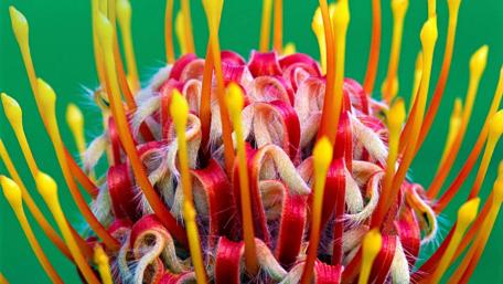 Vibrant Floral Close-Up Displaying Nature's Beauty wallpaper