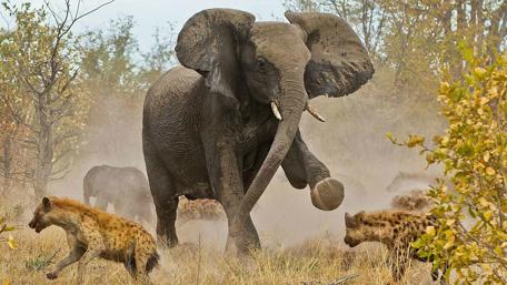 Majestic Elephant Defends Against Hyenas wallpaper
