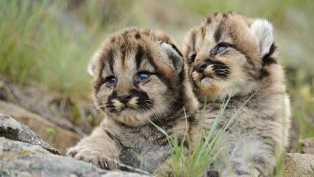 Adorable Tiger Cubs Embrace in Nature wallpaper