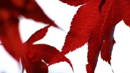 Vibrant Red Leaves in Soft Focus wallpaper