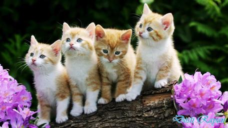 Cute Kittens Surrounded by Flowers wallpaper