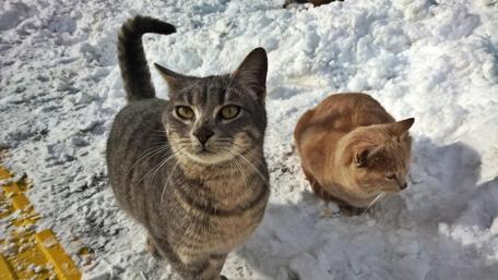Cats Enjoying Snowy Day Outdoors wallpaper