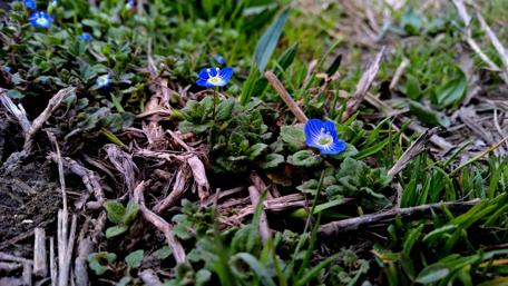 Vibrant Blue Flowers in Nature's Embrace wallpaper