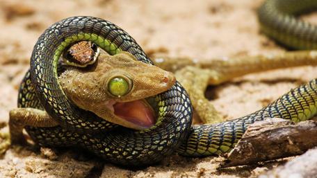 Colorful Serpent Encountering Nature's Wonders wallpaper