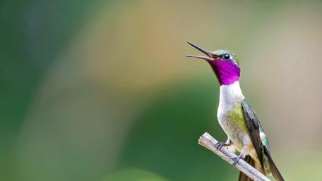 Purple-Throated Hummingbird Splendor wallpaper