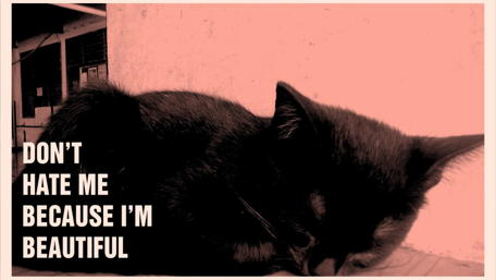 Black Cat's Beauty Wisdom wallpaper