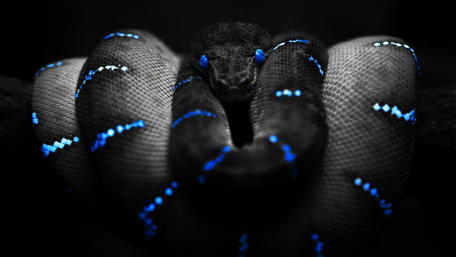 Enigmatic Serpent in Monochrome Harmony wallpaper