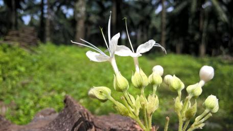 Delicate White Blossoms in Nature's Embrace wallpaper
