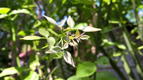 Vibrant Green Leaves in Nature's Embrace wallpaper