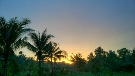 Golden Dawn in Vietnam's Palm Paradise wallpaper