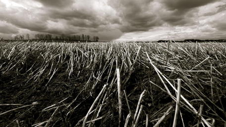 Monochrome Serenity in Nature's Embrace wallpaper