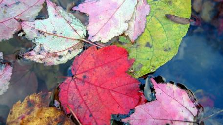 Vibrant Autumn Leaves Floating in Water wallpaper