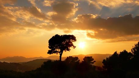 Tranquil Sunset Over a Solitary Tree wallpaper