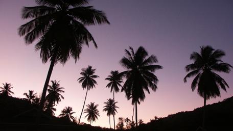 Serene Palm Trees Against a Twilight Sky wallpaper