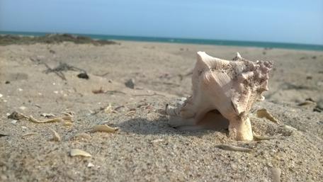Serene Beach Shell Beauty wallpaper