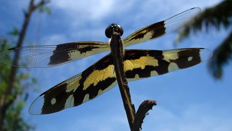 Majestic Dragonfly in Nature's Embrace wallpaper