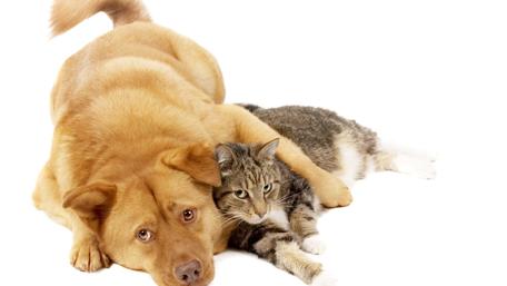 Adorable Dog and Cat Snuggled Together wallpaper
