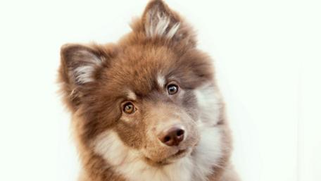 Adorable Playful Dog Wallpaper wallpaper