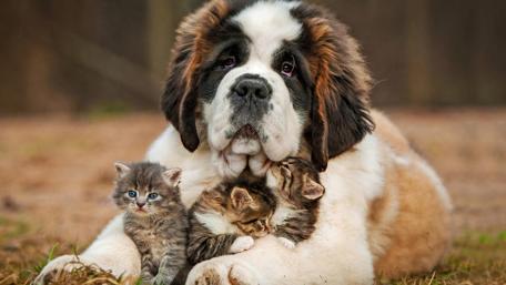 Gentle Giant and Tiny Pals wallpaper