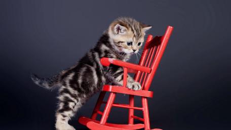 Kitten in a Rocking Chair Encounter wallpaper