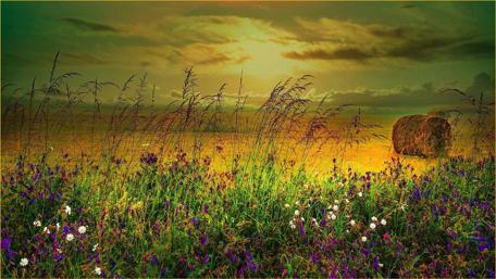 Golden Hour in a Summer Meadow wallpaper