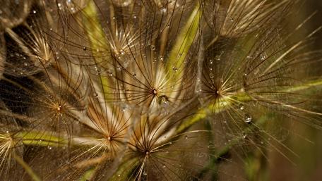 Nature's Magic in Macro Details of Flowers and Rain Drops wallpaper