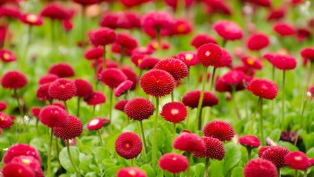 Vibrant Pink Blooms in Springtime Garden wallpaper