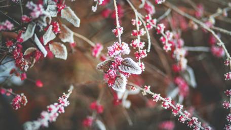 Frosty Blooms in Winter's Embrace wallpaper