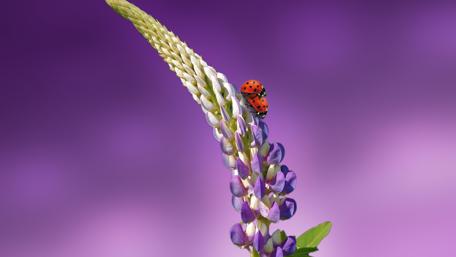 Vibrant Flower with Ladybugs in 4K Quality wallpaper