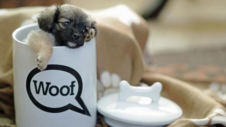 Puppy in a Cookie Jar Fun wallpaper