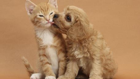 Adorable Kitten and Puppy Friendship wallpaper