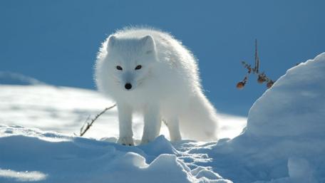 Arctic Fox in Winter Wonderland wallpaper