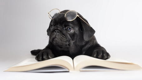 Pug Scholar in Training wallpaper