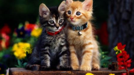 Adorable Kittens Surrounded by Colorful Flowers wallpaper